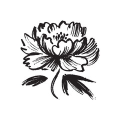 Minimalist hand drawn peony in bold black brush strokes on white © Victoria