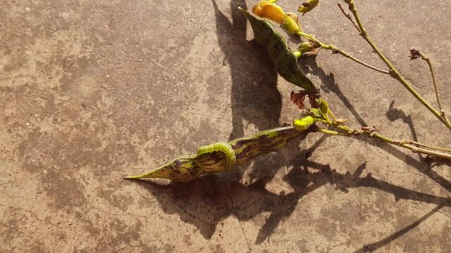 Pod borer attack on pigeon pea pod. Maruca vitrata is a tropical pest that damages legume crops. Its other names Maruca pod borer, bean pod borer, soybean pod borer, mung moth and legume pods borers.