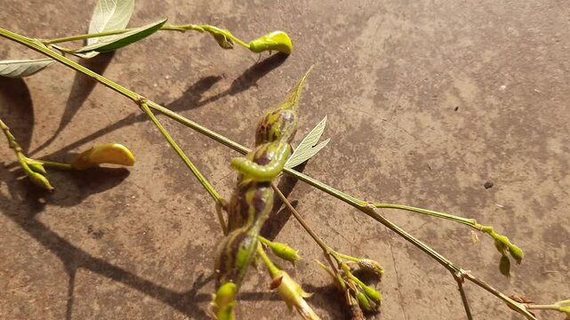 Pod borer attack on pigeon pea pod. Maruca vitrata is a tropical pest that damages legume crops. Its other names Maruca pod borer, bean pod borer, soybean pod borer, mung moth and legume pods borers.