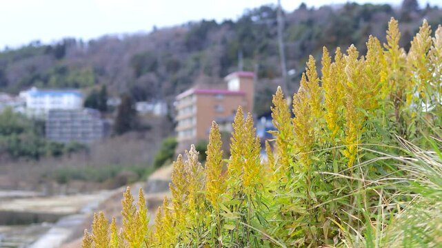 December 30, 2024. Sendai, Miyagi Prefecture, Japan. Phedimus aizoon var swaying in the wind on the Hirose River riverbed in winter.