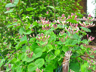 flowering caprifol (Lonicera caprifolium) in summer