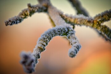 
31 / 5 000
Winter frost on tree branches
