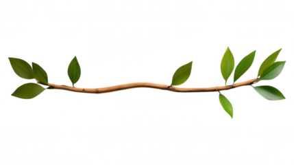 [Minimalist tree branch illustration] Nature's Minimalist Touch: Simple Branch Illustration