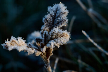 The leaves of a tiny oak tree have been covered by morning ice, forming a play of beautiful crystals.
