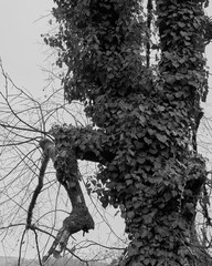 The ivy has completely eaten this poor old tree