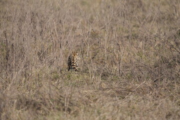 portrait of a serval cat hunting in the ngorongoro crater in tanzania