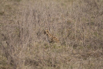 portrait of a serval cat hunting in the ngorongoro crater in tanzania