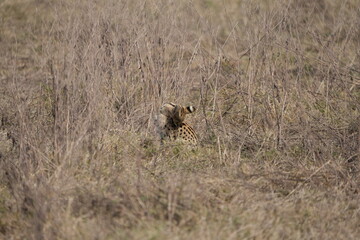 portrait of a serval cat hunting in the ngorongoro crater in tanzania