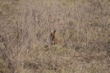 portrait of a serval cat hunting in the ngorongoro crater in tanzania