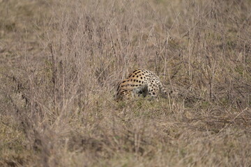 portrait of a serval cat hunting in the ngorongoro crater in tanzania