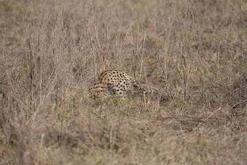 close up portrait of a serval cat prowling through the serengeti national park tanzania