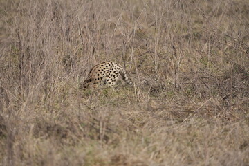 portrait of a serval cat in the serengeti national park, camouflaged serval cat, wildlife safari in tanzania