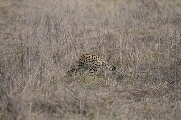portrait of a serval cat in the serengeti national park, camouflaged serval cat, wildlife safari in tanzania