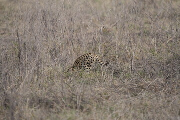 portrait of a serval cat in the serengeti national park, camouflaged serval cat, wildlife safari in tanzania