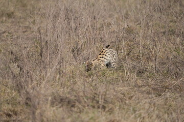 portrait of a serval cat in the serengeti national park, camouflaged serval cat, wildlife safari in tanzania
