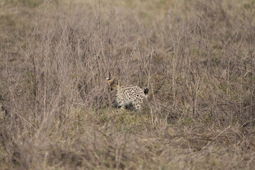 portrait of a serval cat in the serengeti national park, camouflaged serval cat, wildlife safari in tanzania