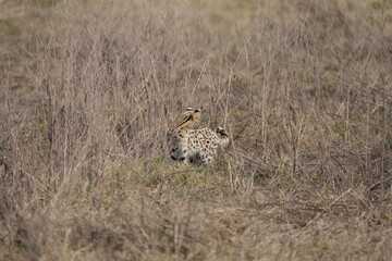 portrait of a serval cat in the serengeti national park, camouflaged serval cat, wildlife safari in tanzania