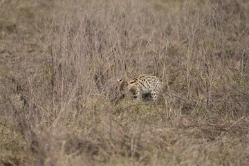 portrait of a serval cat in the serengeti national park, camouflaged serval cat, wildlife safari in tanzania