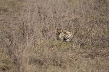portrait of a serval cat in the serengeti national park, camouflaged serval cat, wildlife safari in tanzania