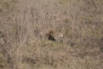portrait of a serval cat in the serengeti national park, camouflaged serval cat, wildlife safari in tanzania