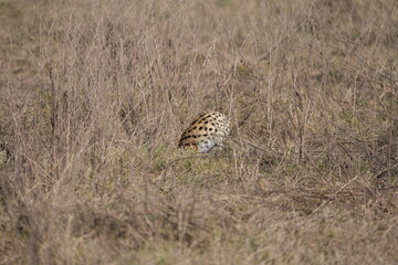 portrait of a serval cat in the serengeti national park, camouflaged serval cat, wildlife safari in tanzania