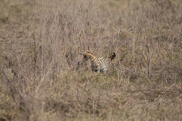 portrait of a serval cat in the serengeti national park, camouflaged serval cat, wildlife safari in tanzania