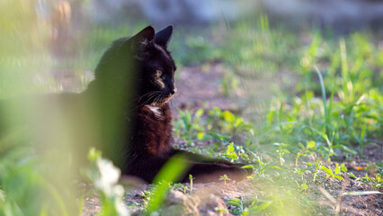 black cat profile in sphinx position in the garden among the grass, black panther