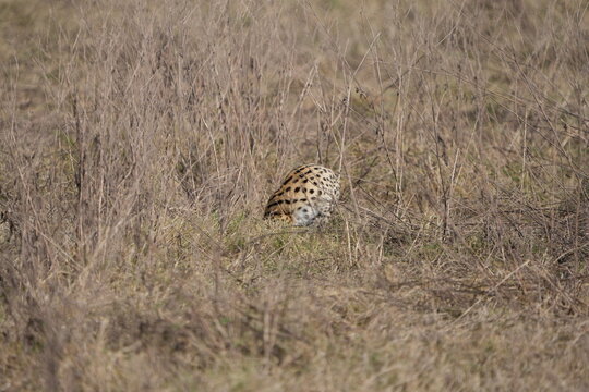 portrait of a serval cat in the serengeti national park, camouflaged serval cat, wildlife safari in tanzania - Powered by Adobe