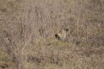 portrait of a serval cat in the serengeti national park, camouflaged serval cat, wildlife safari in tanzania