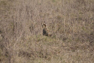 portrait of a serval cat in the serengeti national park, camouflaged serval cat, wildlife safari in tanzania