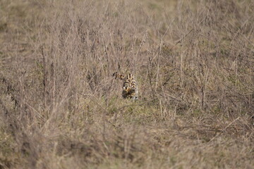 portrait of a serval cat in the serengeti national park, camouflaged serval cat, wildlife safari in tanzania