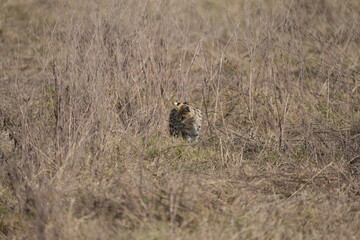portrait of a serval cat in the serengeti national park, camouflaged serval cat, wildlife safari in tanzania