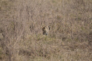 portrait of a serval cat in the serengeti national park, camouflaged serval cat, wildlife safari in tanzania