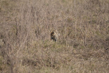 portrait of a serval cat in the serengeti national park, camouflaged serval cat, wildlife safari in tanzania