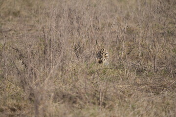 portrait of a serval cat in the serengeti national park, camouflaged serval cat, wildlife safari in tanzania