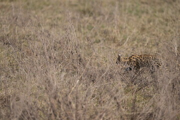 portrait of a serval cat in the serengeti national park, camouflaged serval cat, wildlife safari in tanzania