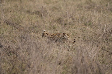 portrait of a serval cat in the serengeti national park, camouflaged serval cat, wildlife safari in tanzania