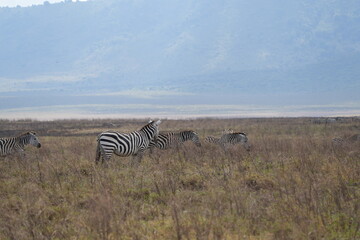 zebras in the savannah, ngorongoro crater tanzania