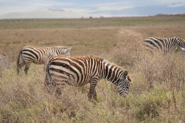 zebras in the savannah, ngorongoro crater tanzania