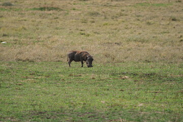 warthog grazing in the ngorongoro crater in tanzania, pumba