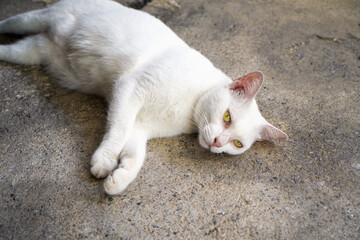 white cat with yellow eyes lay down on concrete floor , selective focus on the eyes