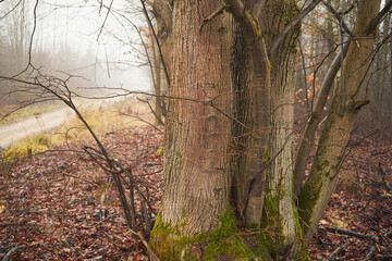 droga gruntowa,mgła  © Marcin Łazarczyk