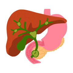 Gallbladder and Bile Duct Cancer Illustration | Anatomy of Organs
