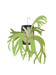 Staghorn Fern Illustration | Wall-Mounted Plant Design