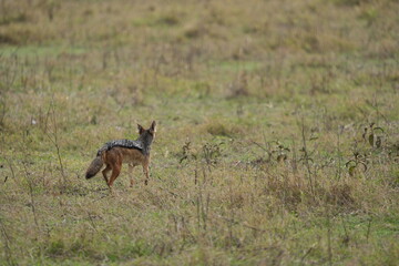 Black-Backed Jackal in the Grasslands – Ngorongoro Crater, Tanzania