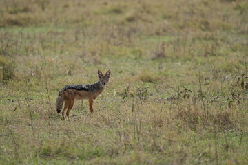 Black-Backed Jackal in the Grasslands – Ngorongoro Crater, Tanzania