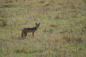 Black-Backed Jackal in the Grasslands – Ngorongoro Crater, Tanzania