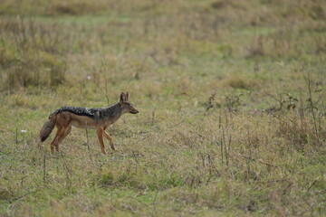 Black-Backed Jackal in the Grasslands – Ngorongoro Crater, Tanzania