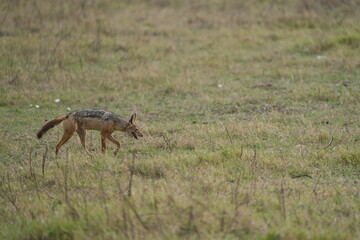 Black-Backed Jackal in the Grasslands – Ngorongoro Crater, Tanzania
