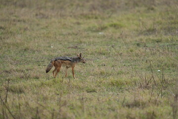 Black-Backed Jackal in the Grasslands – Ngorongoro Crater, Tanzania